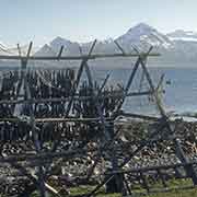 Drying fish, Lyngseidet