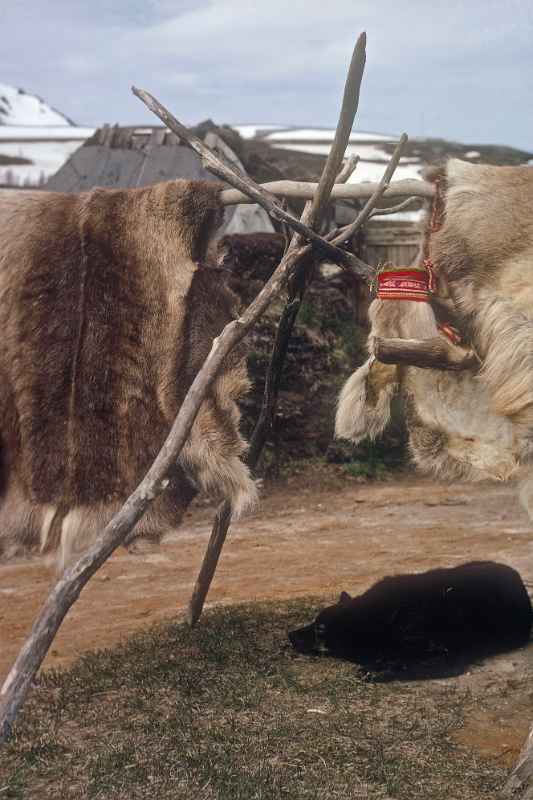 Reindeer skins, Sami camp