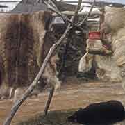 Reindeer skins, Sami camp