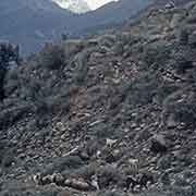 Man herding goats