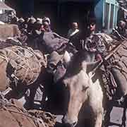 Donkey caravan