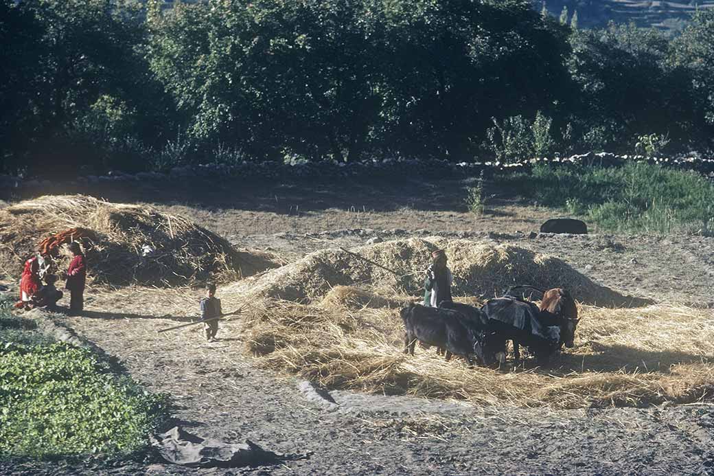 Threshing grain