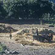 Threshing grain