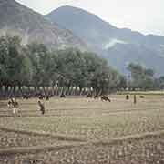 Farm field, Gilgit