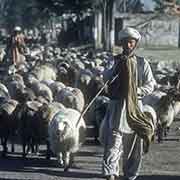 Sheep along the road