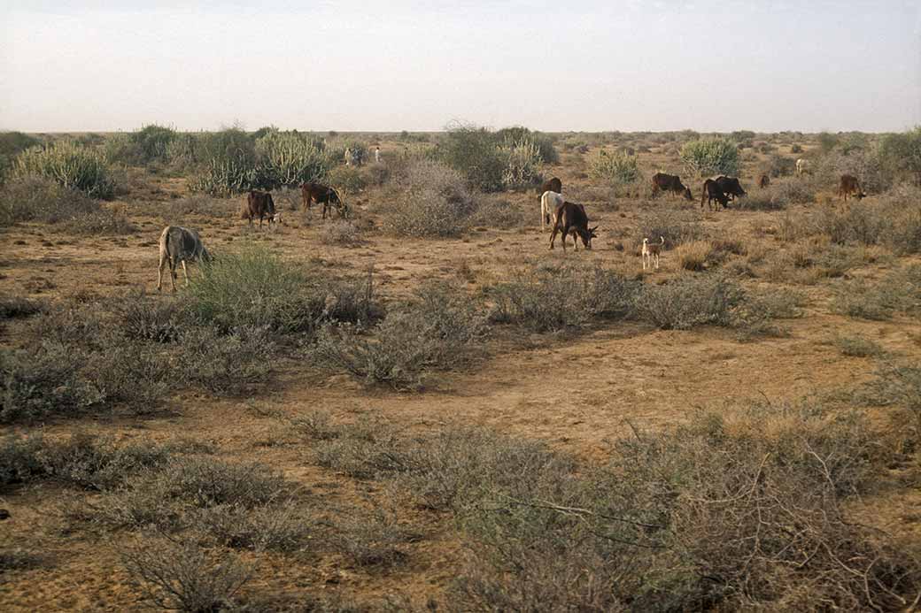 Hunting party