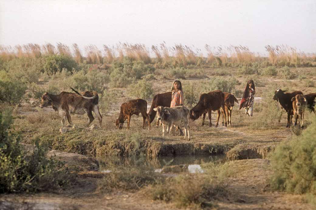 Cirls with cattle