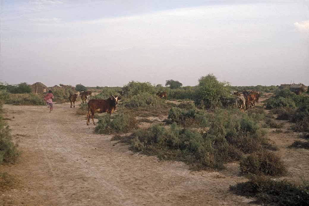 Man with cattle