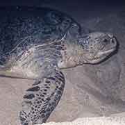 Sea turtle, Sandspit beach