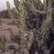 Cactus plants, semidesert