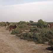 Man with cattle