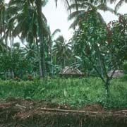 Huts near Ti'avea