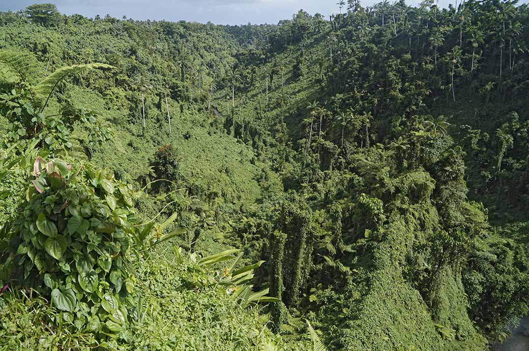 Jungle, Fuipisia Falls