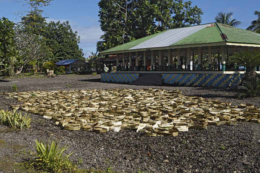 Pandanus leaves drying