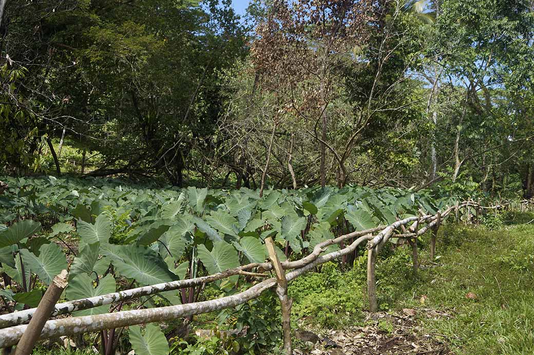 Taro plantation