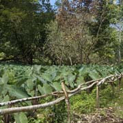 Taro plantation