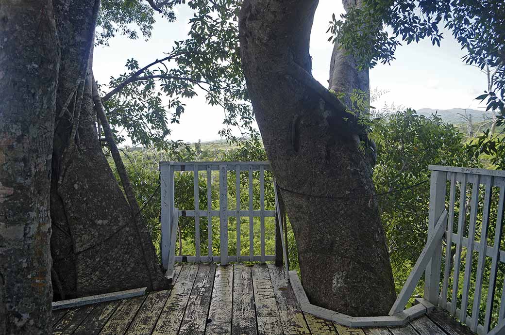 Platform, canopy walk