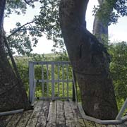 Platform, canopy walk