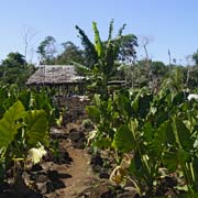 Taro plantation