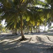 Under the palms