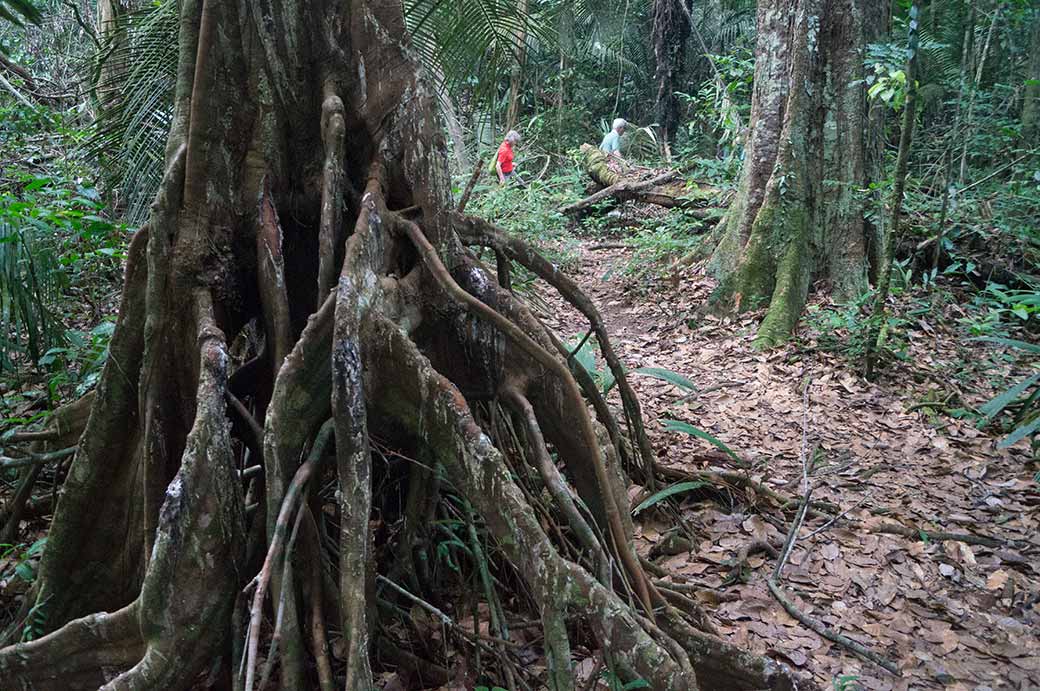 On the jungle path