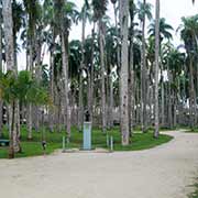 Palmentuin (Palm Garden)