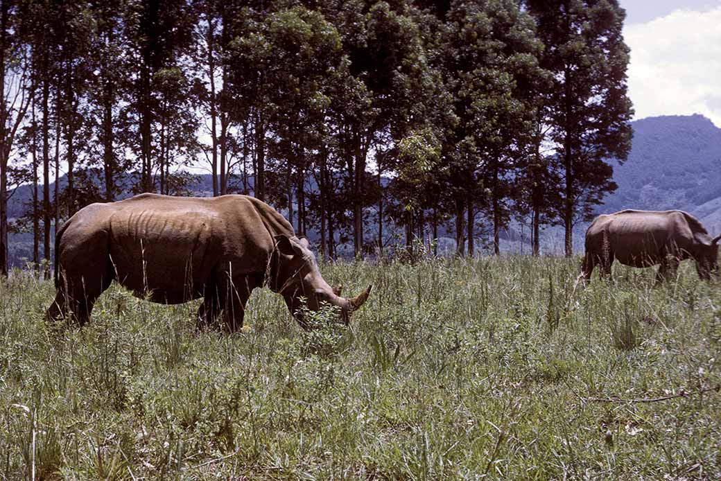 Rhinos of Mlilwane