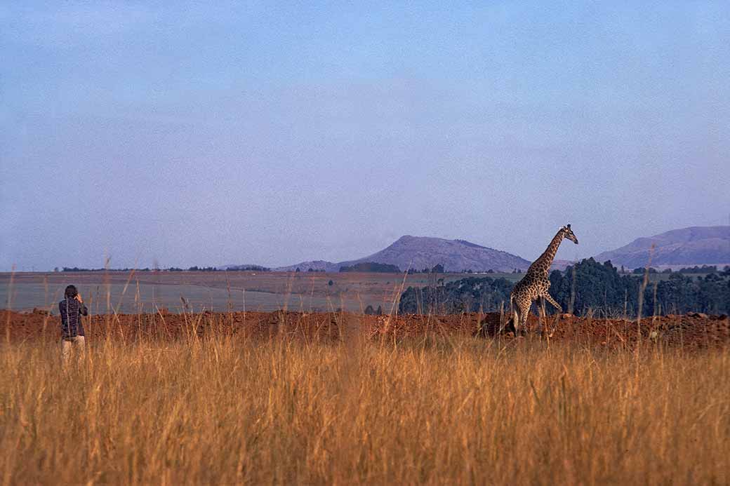 Photographing a giraffe