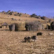 Homestead, Maphalaleni