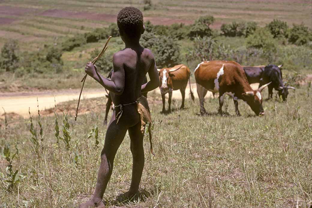 Swazi herd boy