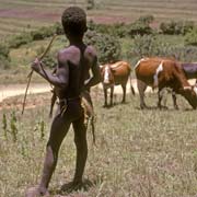 Swazi herd boy