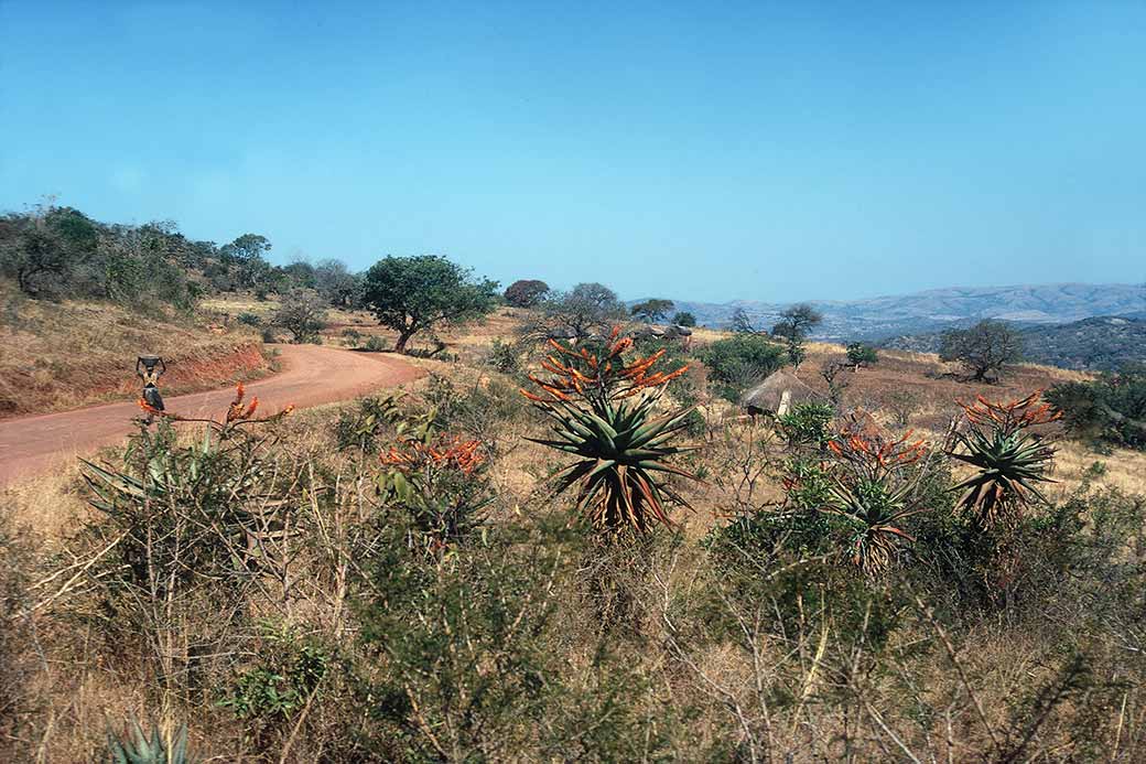 View near Ndingeni