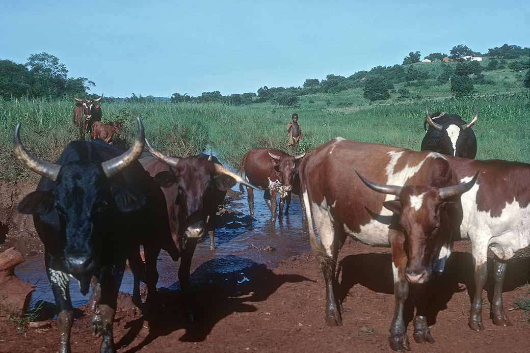 Herding cattle