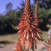 Aloe flower