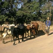 Sledge transport