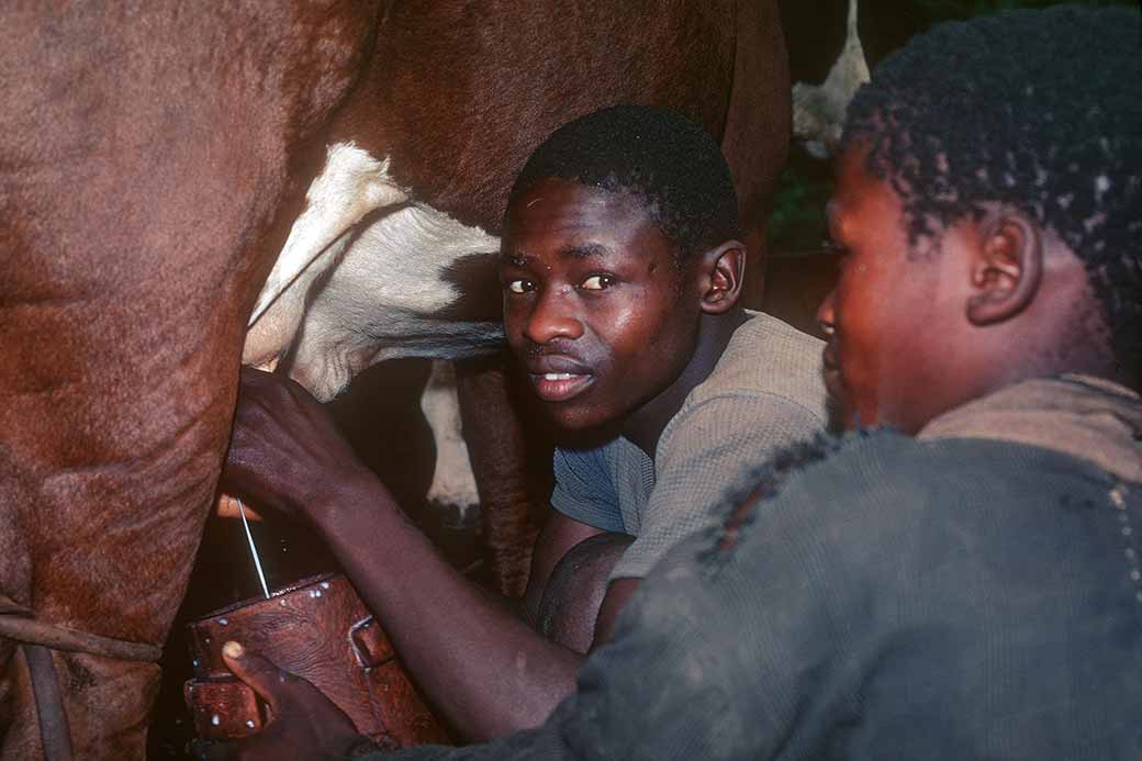 Milking a cow