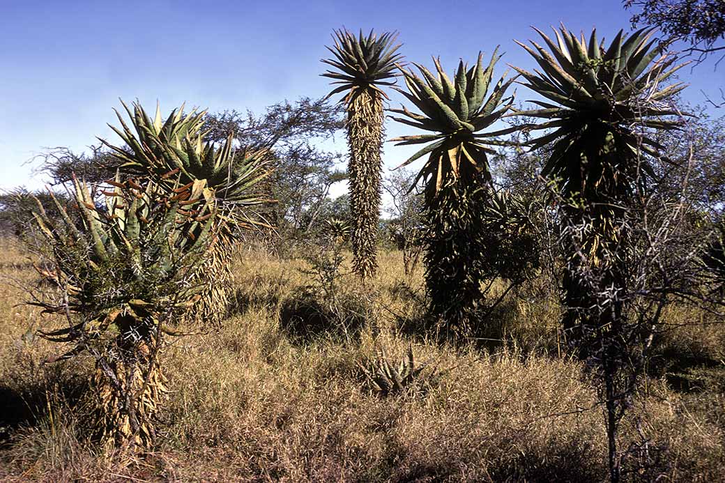 Aloes near Big Bend