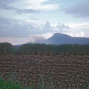 Mhlume sugar fields