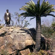 Cycad, Lubombo