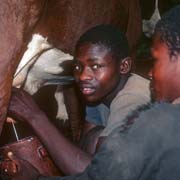 Milking a cow