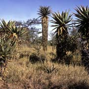 Aloes near Big Bend