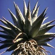 Aloe of the Lowveld