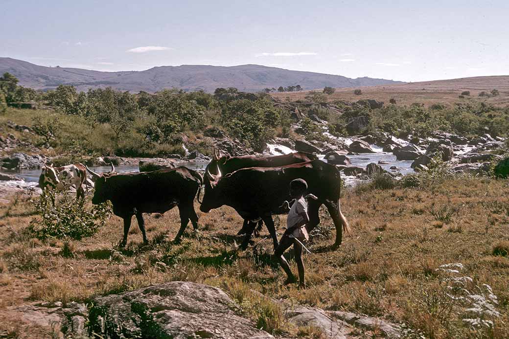 Herdboy with his cattle