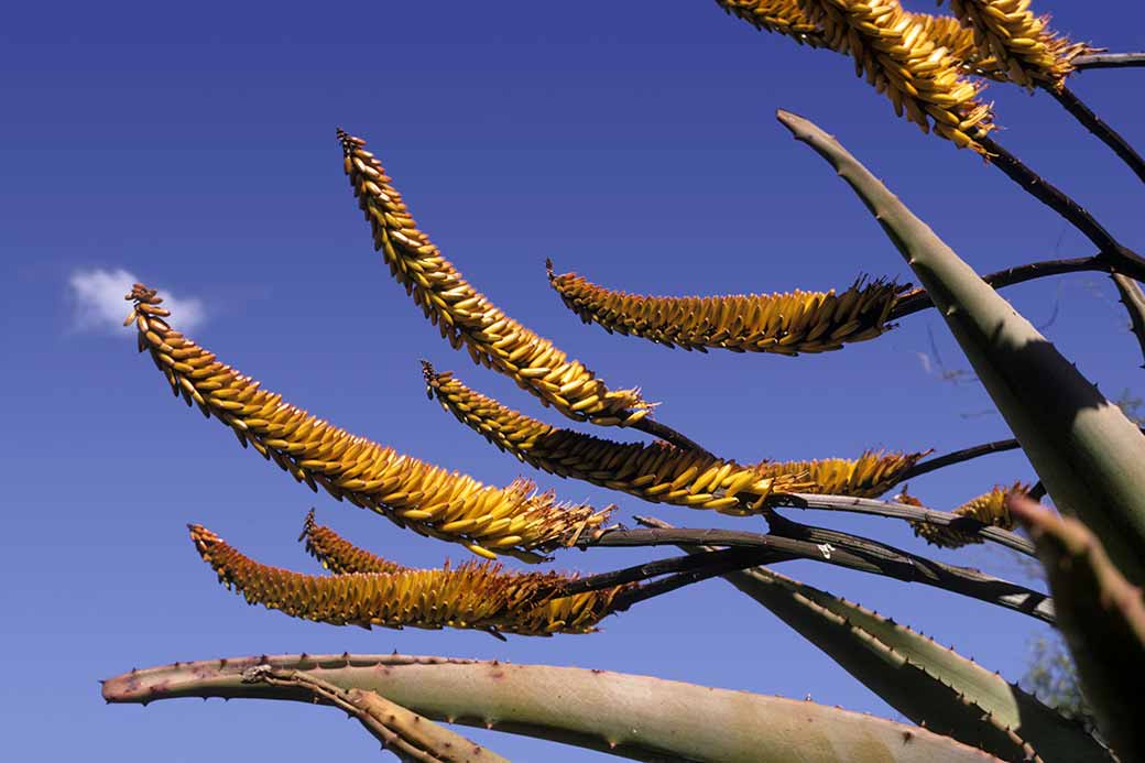 Aloe flowers