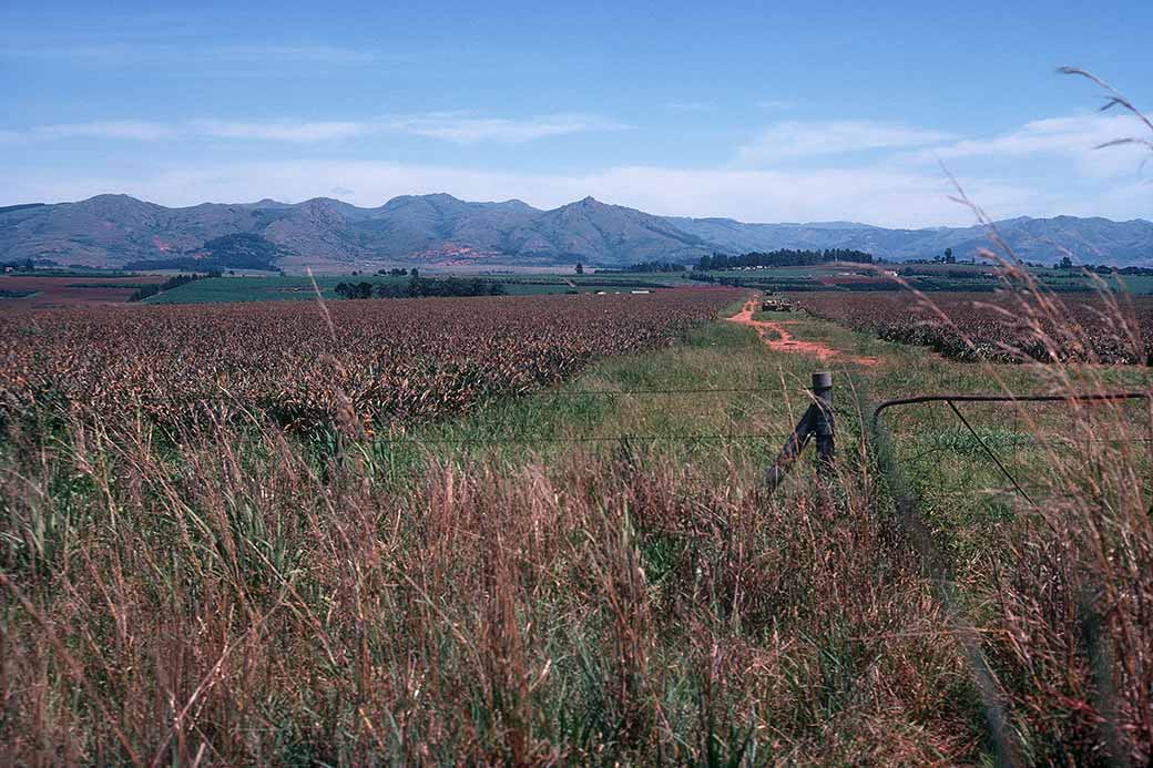 Pineapple fields