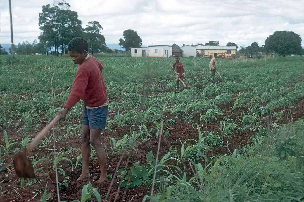 Working in the field