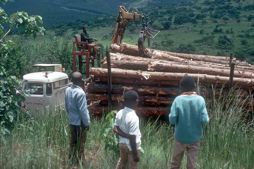 Loading trees