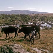 Herdboy with his cattle