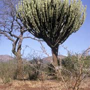 Lowveld vegetation