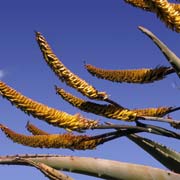 Aloe flowers